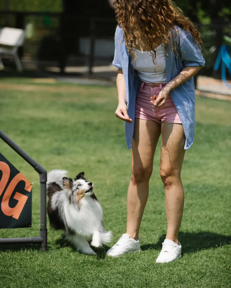 Istruttrice con un cane al percorso di agility del centro cinofilo
