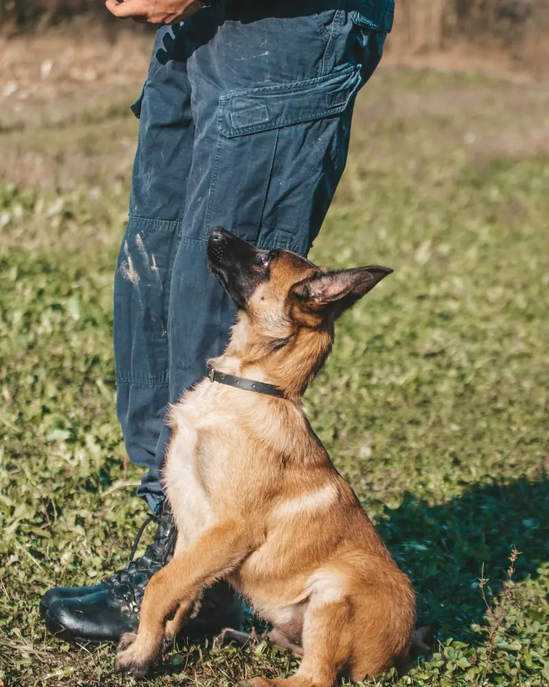 Cucciolo di pastore seduto accanto all'educatore, in attesa del comando