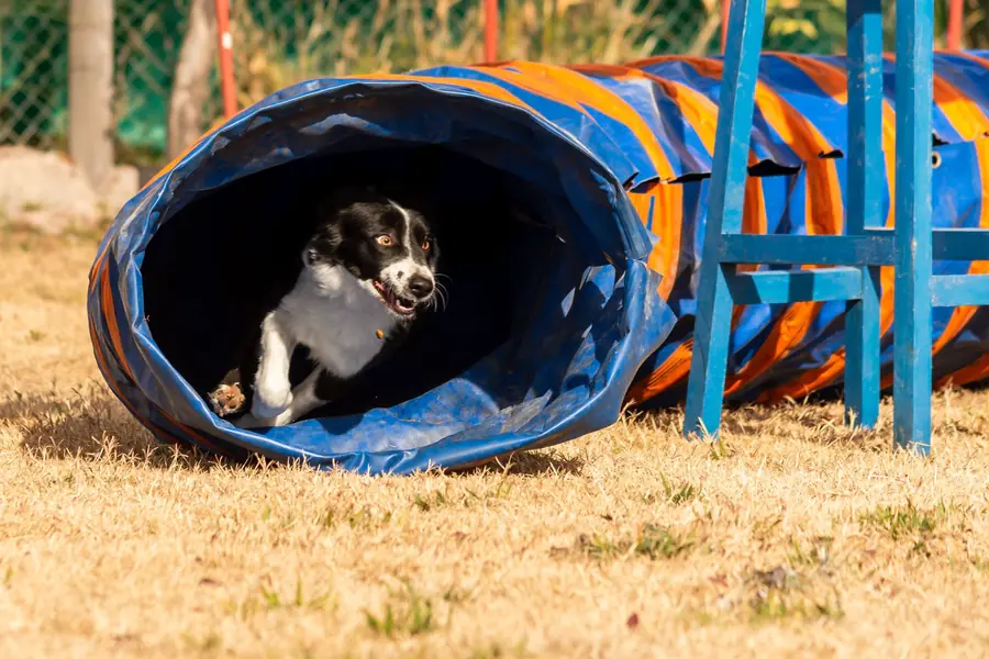 Border collie che esce dal tunnel del percorso di agility
